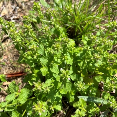 Stachys arvensis (Stagger Weed) at FMC500: Bragg St Swales - 17 Feb 2024 by cmobbs