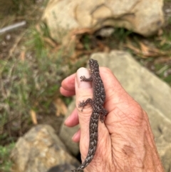 Christinus marmoratus (Southern Marbled Gecko) at Hackett, ACT - 20 Feb 2024 by cmobbs