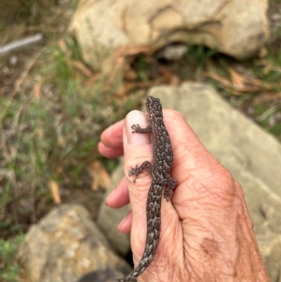 Christinus marmoratus (Southern Marbled Gecko) at FMC500: Bragg St Swales - 21 Feb 2024 by cmobbs