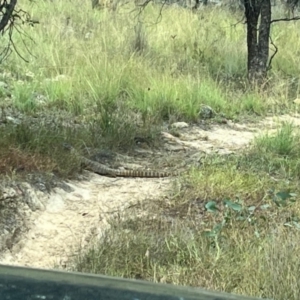 Varanus rosenbergi at Michelago, NSW - 21 Feb 2024