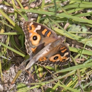 Junonia villida at Dunlop Grasslands - 12 Feb 2024