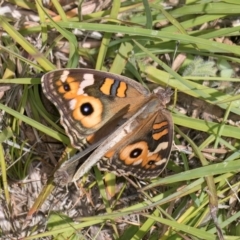 Junonia villida at Dunlop Grasslands - 12 Feb 2024 11:52 AM