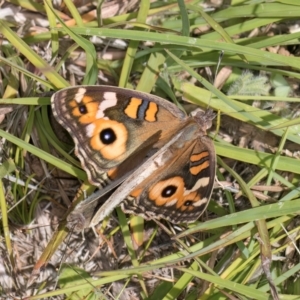 Junonia villida at Dunlop Grasslands - 12 Feb 2024