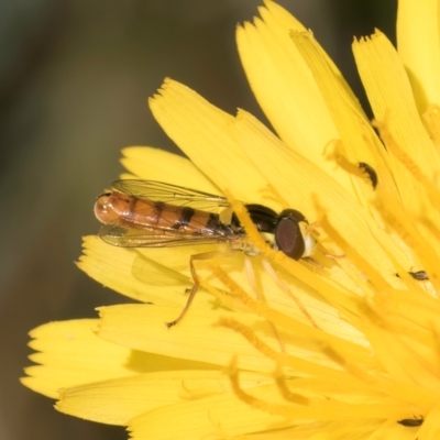 Sphaerophoria macrogaster (Hover Fly) at Dunlop Grasslands - 12 Feb 2024 by kasiaaus