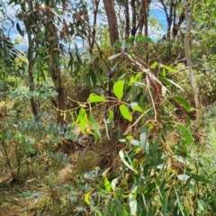 Eucalyptus pauciflora subsp. pauciflora at Legacy Park Woodland Reserve - 21 Feb 2024