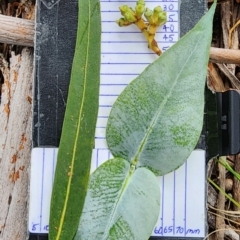 Eucalyptus globulus subsp. maidenii (Maiden's Gum, Blue Gum) at Campbell, ACT - 21 Feb 2024 by Steve818