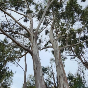 Eucalyptus globulus subsp. maidenii at Legacy Park Woodland Reserve - 21 Feb 2024
