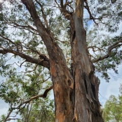 Eucalyptus polyanthemos subsp. polyanthemos at Legacy Park Woodland Reserve - 21 Feb 2024