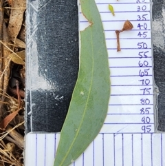 Eucalyptus melliodora (Yellow Box) at Campbell, ACT - 21 Feb 2024 by Steve818