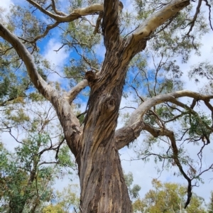 Eucalyptus melliodora at Legacy Park Woodland Reserve - 21 Feb 2024