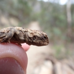 Rankinia diemensis (Mountain Dragon) at Namadgi National Park - 21 Feb 2024 by FeralGhostbat