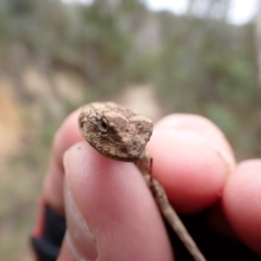 Rankinia diemensis at Namadgi National Park - 21 Feb 2024 10:15 AM