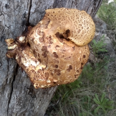 Inonotus s.l. (A polypore ) at Cooma North Ridge Reserve - 21 Feb 2024 by mahargiani