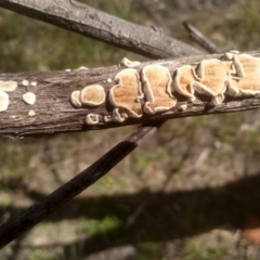 Byssomerulius corium (Netted Crust) at Cooma North Ridge Reserve - 21 Feb 2024 by mahargiani