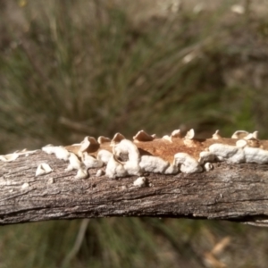 Byssomerulius corium at Cooma North Ridge Reserve - 21 Feb 2024