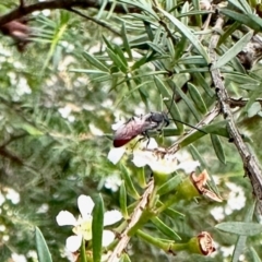 Unidentified Wasp (Hymenoptera, Apocrita) at GG182 - 17 Feb 2024 by KMcCue