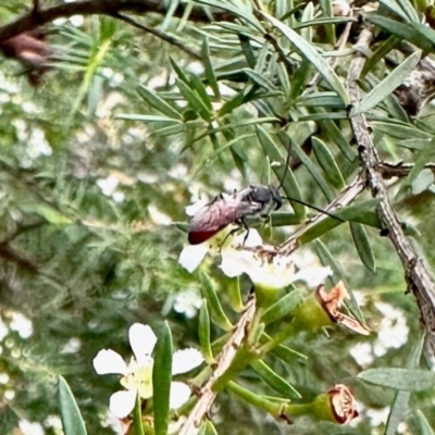 Unidentified Wasp (Hymenoptera, Apocrita) at Aranda, ACT - 17 Feb 2024 by KMcCue