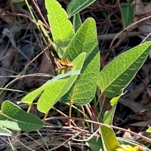 Ocybadistes walkeri at Aranda, ACT - 19 Feb 2024