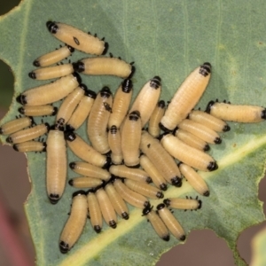 Paropsisterna cloelia at Dunlop Grasslands - 12 Feb 2024