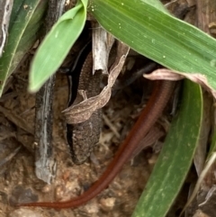 Morethia boulengeri (Boulenger's Skink) at Molonglo River Reserve - 21 Feb 2024 by SteveBorkowskis