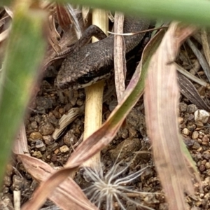 Morethia boulengeri at Molonglo River Reserve - 21 Feb 2024