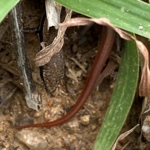 Morethia boulengeri at Molonglo River Reserve - 21 Feb 2024