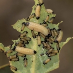 Paropsisterna cloelia (Eucalyptus variegated beetle) at Dunlop Grasslands - 12 Feb 2024 by kasiaaus