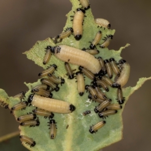 Paropsisterna cloelia at Dunlop Grasslands - 12 Feb 2024