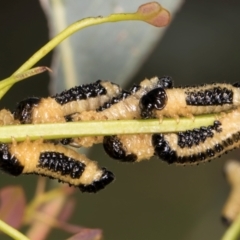 Paropsis atomaria (Eucalyptus leaf beetle) at Dunlop, ACT - 12 Feb 2024 by kasiaaus