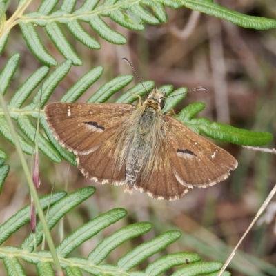 Atkinsia dominula (Two-brand grass-skipper) at Tallaganda National Park - 20 Feb 2024 by DPRees125