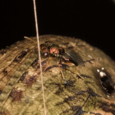 Pteromalidae (family) (Pteromalid wasp) at Melba, ACT - 18 Feb 2024 by kasiaaus