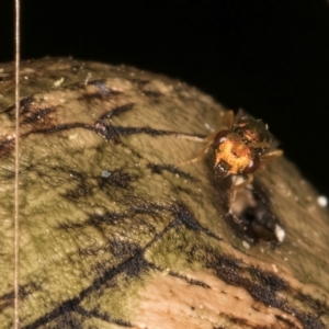 Pteromalidae (family) at Melba, ACT - 18 Feb 2024