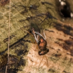 Pteromalidae (family) at Melba, ACT - 18 Feb 2024 06:58 PM