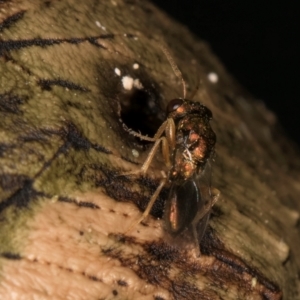 Pteromalidae (family) at Melba, ACT - 18 Feb 2024