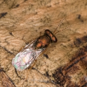 Pteromalidae (family) at Melba, ACT - 18 Feb 2024
