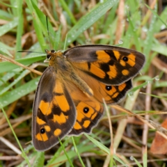 Heteronympha penelope (Shouldered Brown) at Tallaganda National Park - 19 Feb 2024 by DPRees125