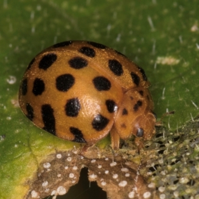 Epilachna sumbana (A Leaf-eating Ladybird) at Melba, ACT - 18 Feb 2024 by kasiaaus
