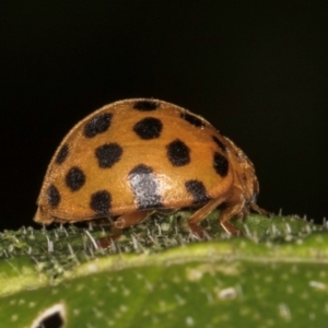 Epilachna sumbana at Melba, ACT - 18 Feb 2024 07:04 PM