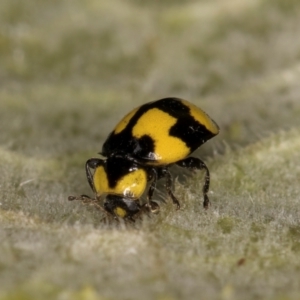 Illeis galbula at Melba, ACT - 18 Feb 2024 07:08 PM