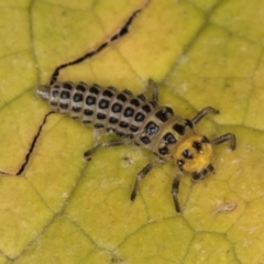 Illeis galbula at Melba, ACT - 18 Feb 2024 07:08 PM