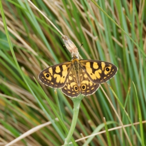 Oreixenica lathoniella at QPRC LGA - 20 Feb 2024