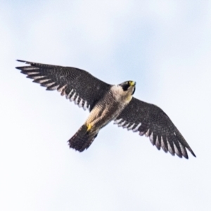 Falco peregrinus at Drouin, VIC - 24 Jan 2024 06:30 AM