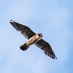 Falco peregrinus at Drouin, VIC - 24 Jan 2024 06:30 AM