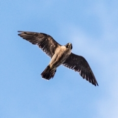 Falco peregrinus at Drouin, VIC - 24 Jan 2024 06:30 AM