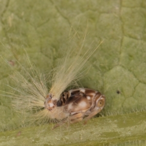 Scolypopa australis at Melba, ACT - 19 Feb 2024