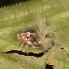 Scolypopa australis at Melba, ACT - 19 Feb 2024