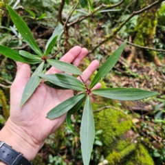 Tasmannia stipitata (Northern Pepperbush) at Ebor, NSW - 21 Feb 2024 by Csteele4