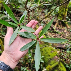 Tasmannia stipitata at New England National Park - 21 Feb 2024