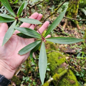 Tasmannia stipitata at New England National Park - 21 Feb 2024 02:49 PM