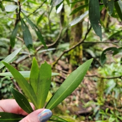 Tasmannia stipitata at New England National Park - 21 Feb 2024